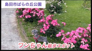 【島田市ばらの丘公園】広々なドッグランがあるんですよ⁉︎