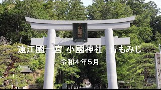 遠州の小京都 森町　遠江國一宮 小國神社　青もみじ