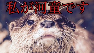 【衝撃】河童の正体はカワウソだった？！カワウソの伝承に迫る！