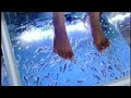 Fish spa or Fish massage #Ichthyotherapy 