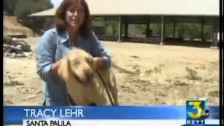 Search dogs train in Santa Paula - KEYT