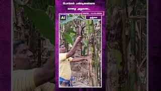 பொங்கல் பண்டிகைக்காக வாழை அறுவடை ! | Tanjore | Agriculture | Vazhai