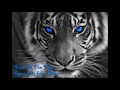 eye of the tiger remixed by dj star nitou 2016