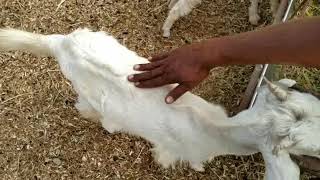 6.நோய் தாக்கம்-தரையில் வளர்க்கும் ஆட்டு பண்ணை /Goat farming in floor  Health care management  part 6