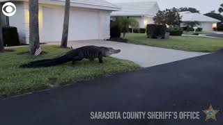 Giant alligator strolls through Florida neighborhood