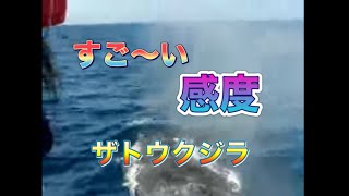 すごーい！感動！ザトウクジラを見るツアー沖縄・ディーズパルス沖縄