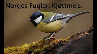 Norges Fugler: Kjøttmeis.