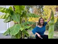 My First Year Growing Banana Tree In America | ឆ្នាំដំបូងរបស់ខ្ញុំដែលដាំចេកនៅអាមេរិក🌎