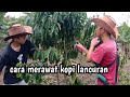 cara merawat kopi lancuran