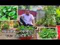 মছন্দৰীৰ উপকাৰীতা আৰু ঘৰত কেনেকৈ ৰুৱে (Benefits Of Fish Mint and How to Grow at home)