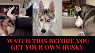 Huskies BEING DRAMATIC for 8 minutes straight