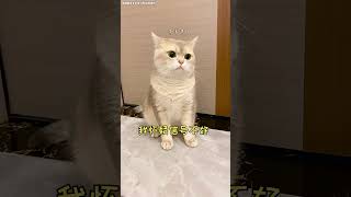 【鈍鈍的日常】爲什麽鈍鈍不讓我出門呢？😳 #tiktok #貓 #cat #cutecats