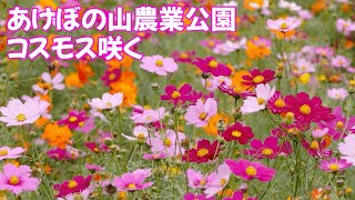 コスモス咲くあけぼの山農業公園  Cosmos Blooming Akebonoyama Agricultural Park