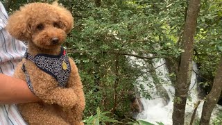 三筋の滝を観に行く犬　　A dog going to see Misuji Waterfall.