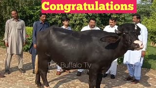 Congratulations Rai Asif Kharel, Rai Ahmed Yaar Kharel || Beautiful Nili Buffalo Bull One Star