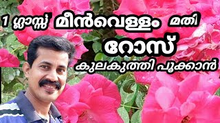 Rose flowering tip/മീൻ കഴുകിയ വെള്ളം ഇങ്ങനെയൊന്ന് ചെയ്ത് നോക്കൂ റോസ് കുലകുലയായ് പൂക്കും /Rose plant