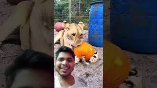 Vegetarian lioness 😂😂 | cute world #shortsfeed #shortvideo #lioness #tigress #lion #funny #animals