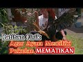 Latihan Meningkatkan Bobot Pukulan Ayam