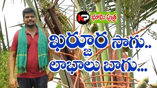 Dates Farming In Telugu | Karjura Cultivation In Telugu | Date Farmers | ఖర్జుర సాగు | KRANTHI POST