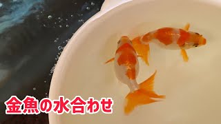 K S Aquarium 001 金魚の引っ越し Scene A 水合わせ Moving Goldfish Water Alignment K S Aquarium 001 金魚の引っ越し Scene A 水合わせ Moving Goldfish Water Alignment