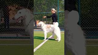 ஒரு நாய் குட்டியின் விலை 40 ஆயிரம் to 4 லட்சம் வரை |bahrain international dog show2013|#borzi