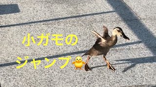 小ガモのジャンプ🐥池でのひととき🌱金沢駅西口