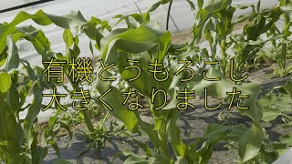 有機とうもろこし、2重トンネルの効果