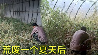 【胖嫂show】大棚荒废一个夏天后，变这样了，清理4天给它换新颜，胖嫂要种小菜