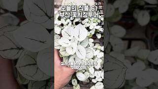 61. 부산 꽃시장 대박식물 27종!! 이건 꼭 사야해 ㅠㅠ