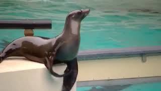 Sea lion clapping