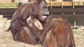 ジュリーさんのおっぱいをまさぐったチェリアちゃん・オランウータン