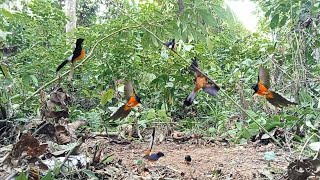 Serangan burung murai batu asli mental baja ‼️