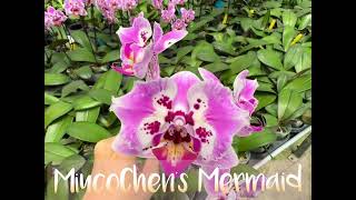 Peloric orchids- MiucoChen’s Mermaid