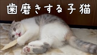 初めてのハミガキ・遊びながら歯磨きするよ　The first toothpasteThe kitten brushes his teeth while playing【スコティッシュフォールド】