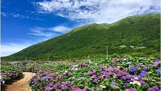 全台繡球花景點大公開，夢幻繡球花季一起浪漫一夏！