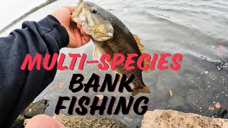 Pickwick Lake Multi-Species Bank Fishing