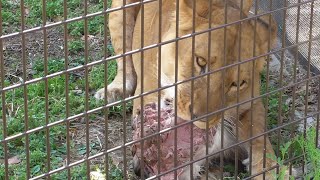 ライオン　シルクちゃん　鹿肉は美味しいみたいですね　【のんほいパーク】