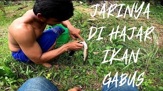 JARINYA DIHAJAR IKAN GABUS