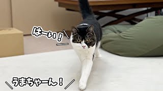 名前を呼ぶとお返事しながら来てくれる息子猫！