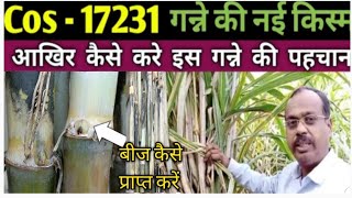 Cos -17231 Sugrcane verity। cos 17231 गन्ना प्रजाती की आखिर कैसे करे पहचान। जानें सम्पुण जानकारी।