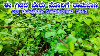 ಈ ಗಿಡದ ಬೇರಿನ ಕಷಾಯ ದೇಹಕ್ಕೆ ಶಕ್ತಿ ನೀಡುತ್ತೆ | Kadir Ber Kashaya | Sida Rhombifolia Herbal By Food Media