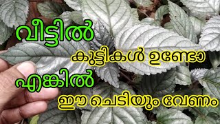 കുട്ടികൾ ഉള്ള വീട്ടിൽ നിർബന്ധമായും വളർത്തേണ്ട ചെടി | ഇതുണ്ടെങ്കിൽ പിന്നെ പേടിക്കേണ്ട