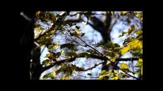 Two-barred Warbler NL