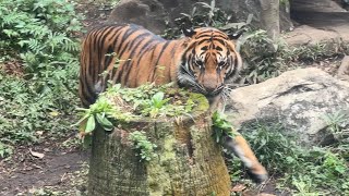 アサちゃんの様子をお届け【‎2024年‎11月6日】【上野動物園】スマトラトラ