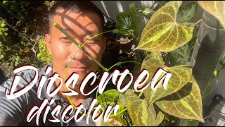 Dioscorea Discolor (Variegated Yam) Care and Propagation in Water, Moss, and Soil - With Updates!