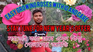 খুব সহজেই বাড়ির ছাদ বাগানে ফুটবে ফুল।। Easy growing and disease resistant exhibition level roses।।