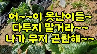 김장배추모종심고서 《61》어~이 못난이들 잘났다고 다투지 말거라~나가 곤란해 진다