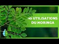 10 BIENFAITS DU MORINGA que vous ne connaissiez pas 🌿