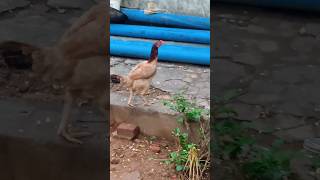 என்னடி ஒத்தையில வர ஓனர் எங்க  #shortsfeed   #funny  #comedy  #trending  #viral