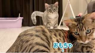 トイガーとメインクーンとの遊び方-Play with cats